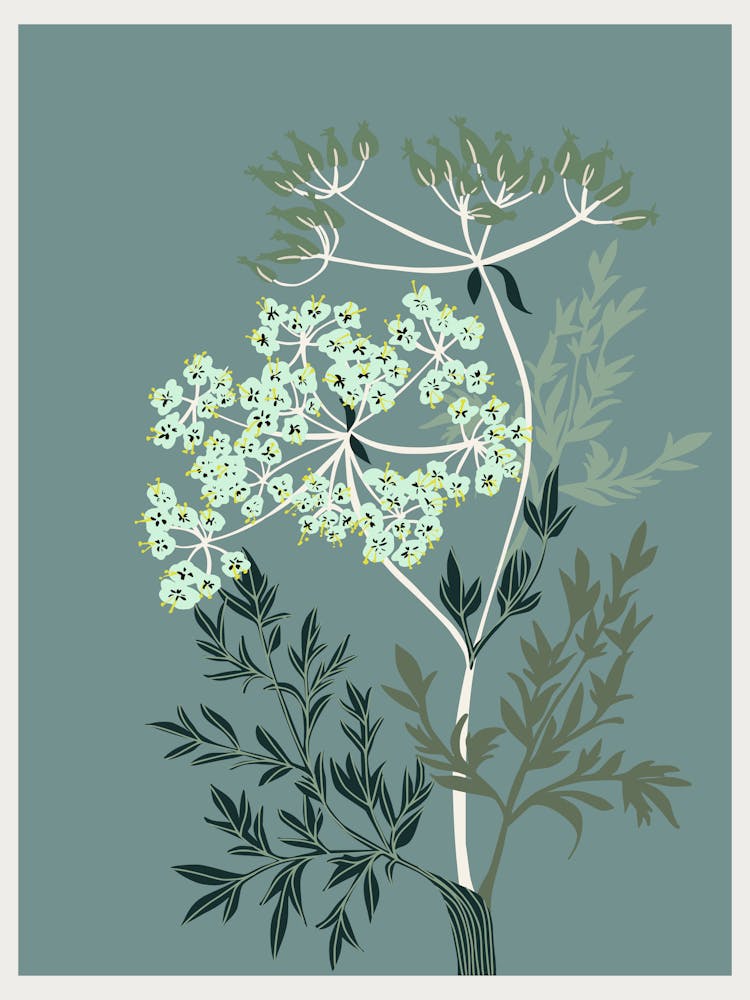 Nordic Ease Queen Anne S Lace