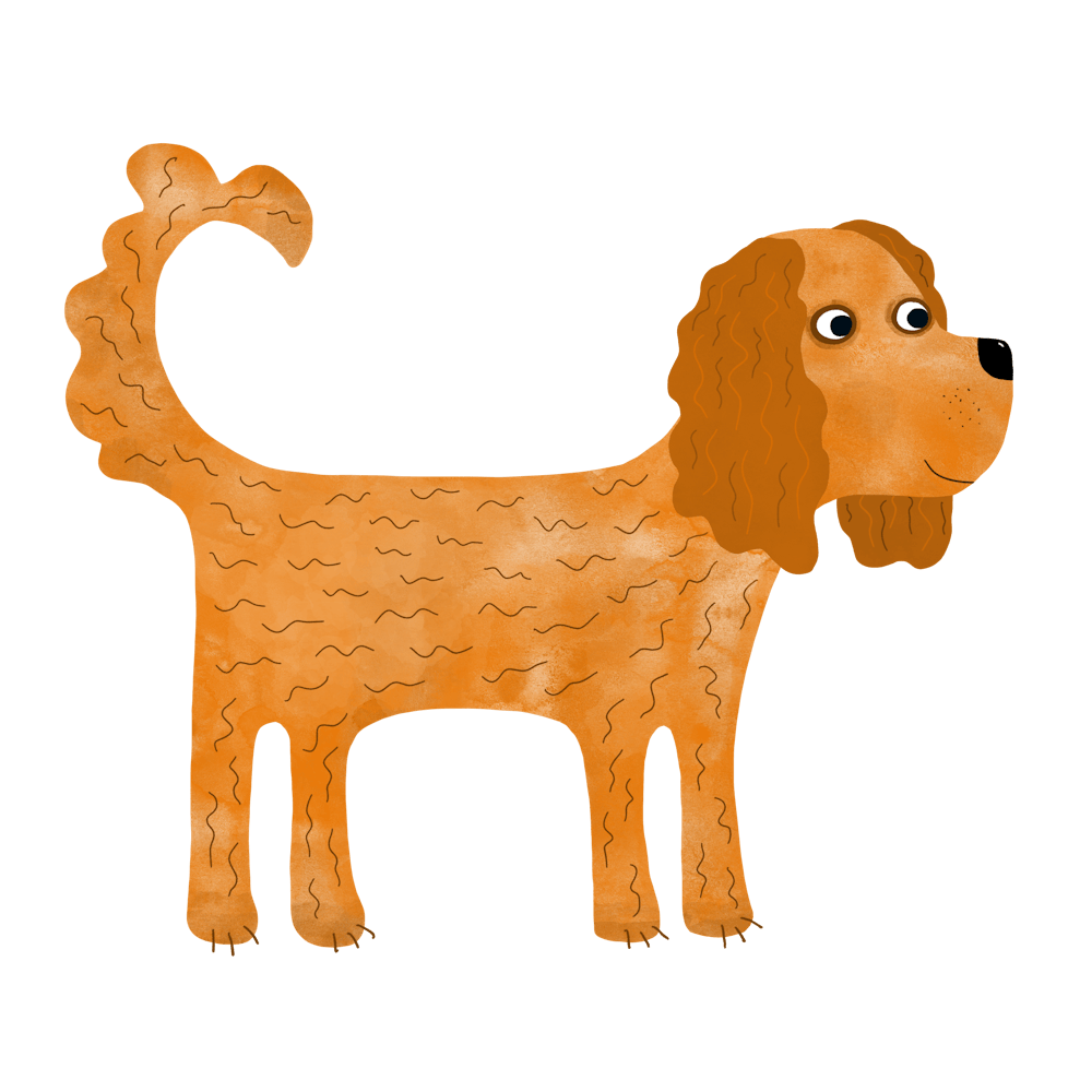 Cavalier King Charles Spaniel Ruby