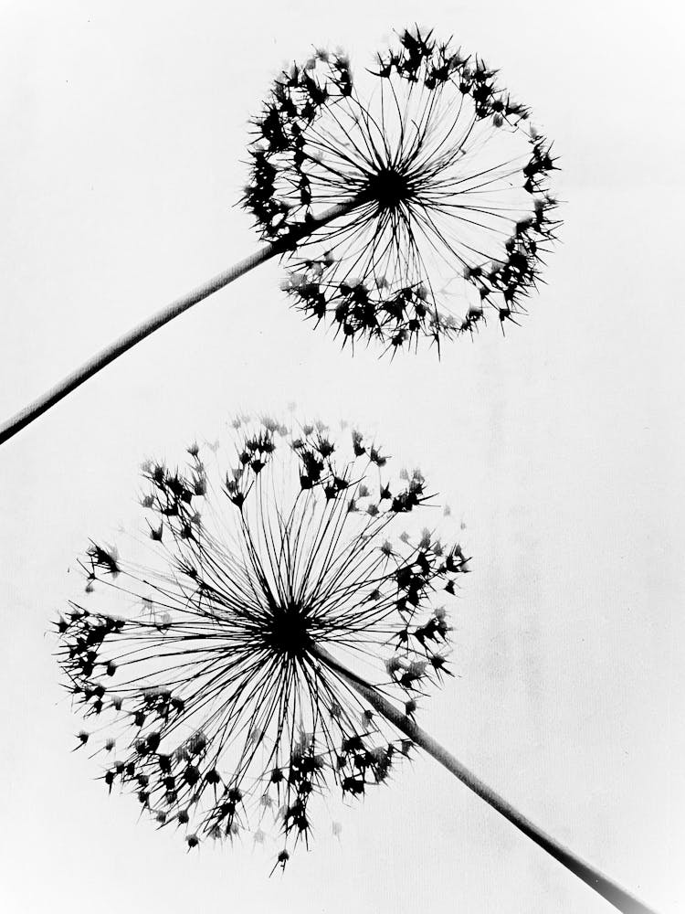 Alliums