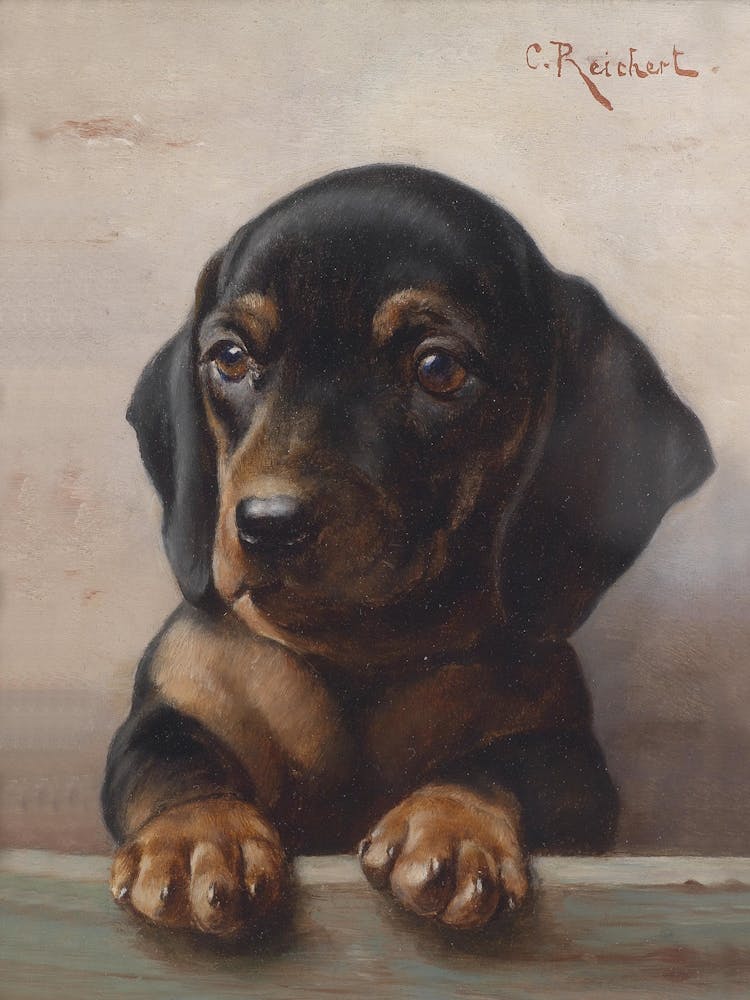 Young Dachshund, Carl Reichert