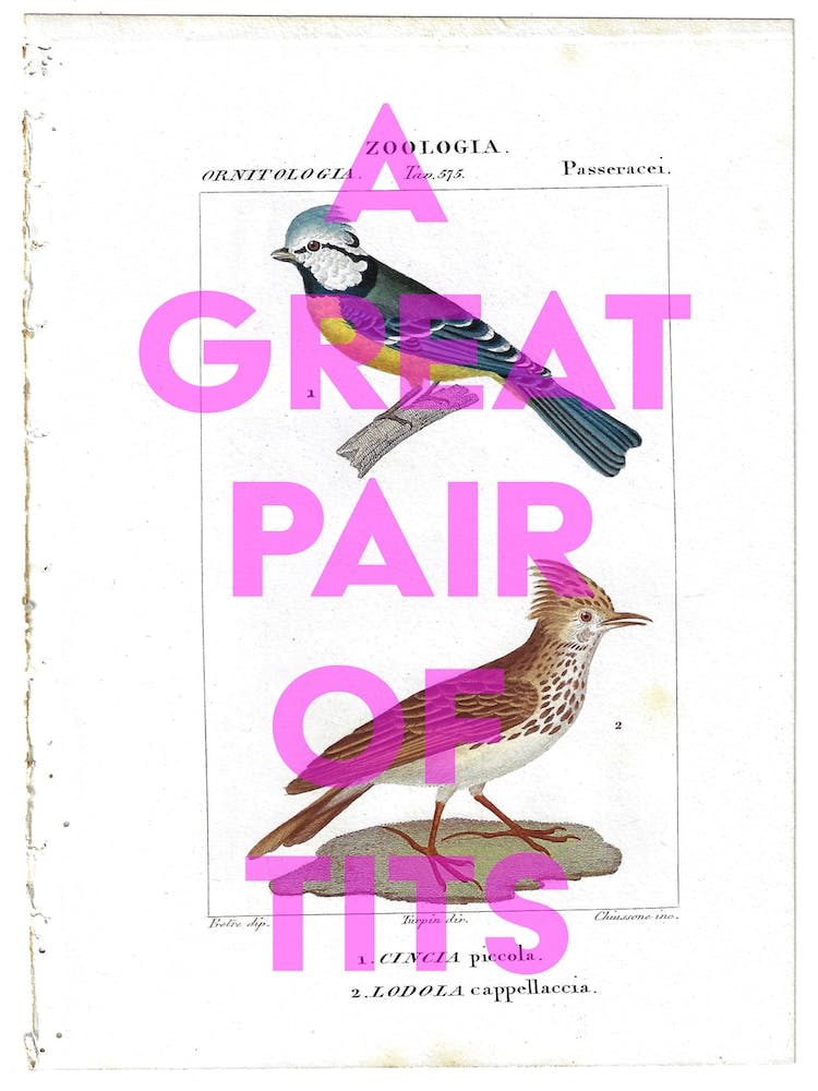 A Great Pair Of Tits Vintage Bird