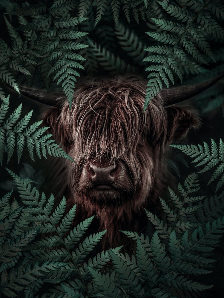 Yak Cow