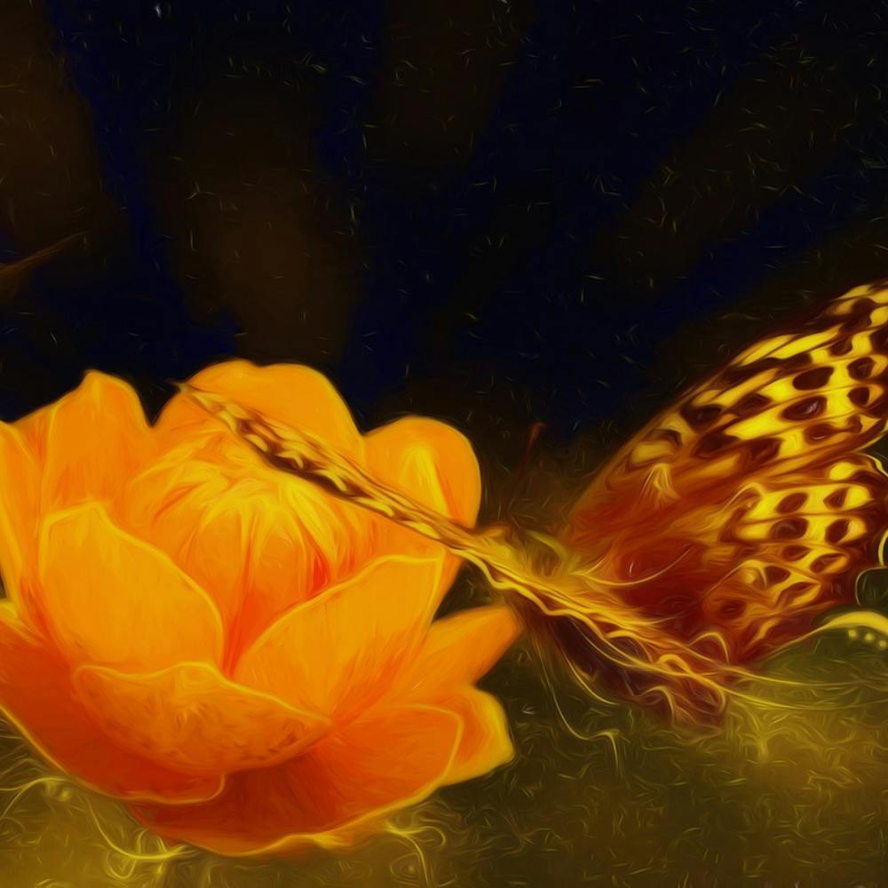 Butterfly On A Flower 2