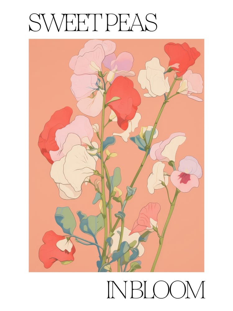 Sweet Peas In Bloom Flowers Bold Illustration 4
