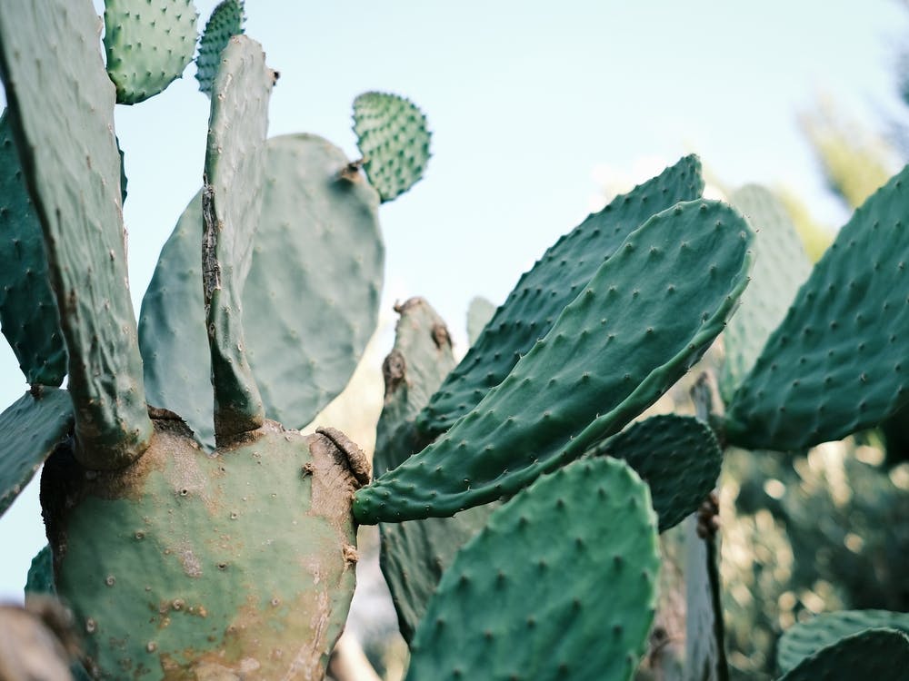 Cactus in front of Ibiza House // Ibiza Nature & Travel Photography Art  Print by Diana Van Neck Travel photography – Fy!