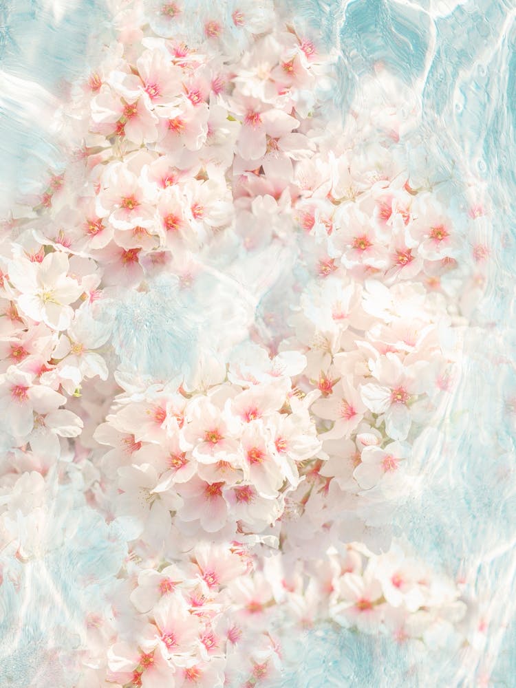 Spring Vibes - Pool Water Sakura Blossom Flowers