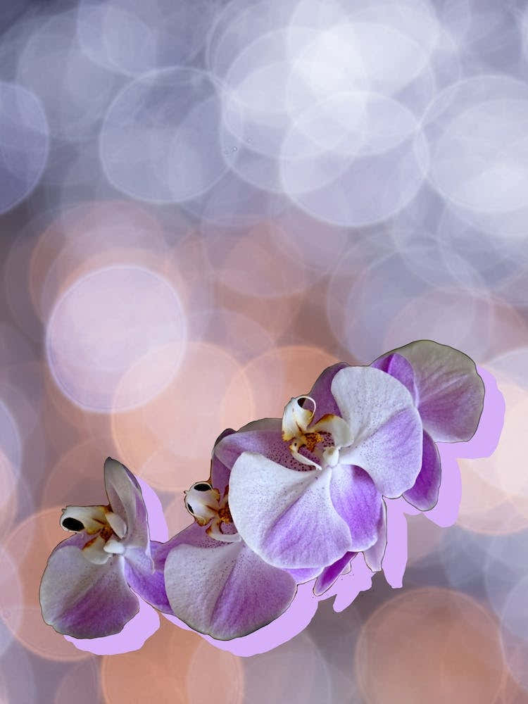 Orchid