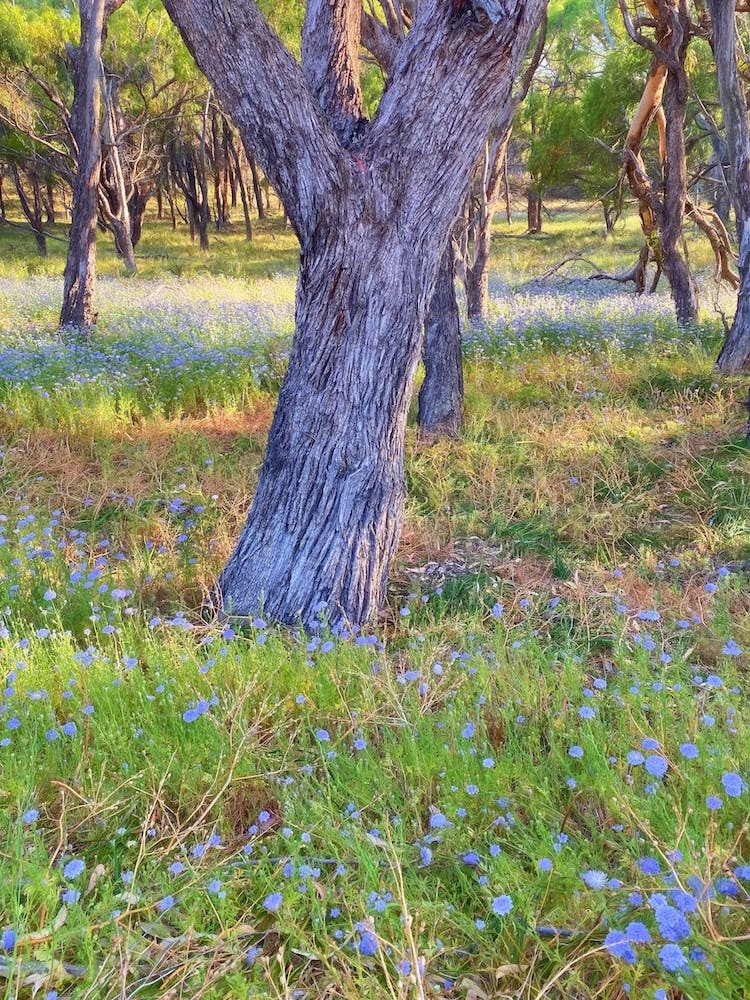 Rottnest Meadow