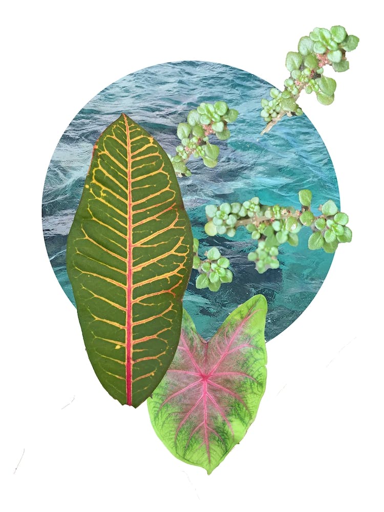 Cozumel Plant Life