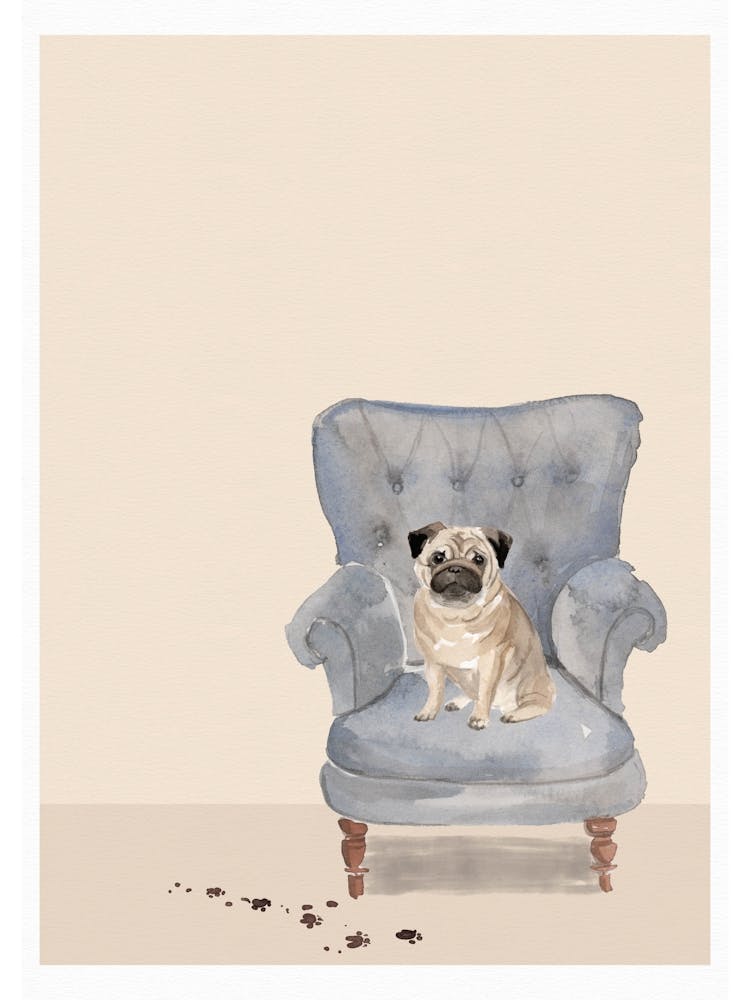 Cute Muddy Pug On Chair