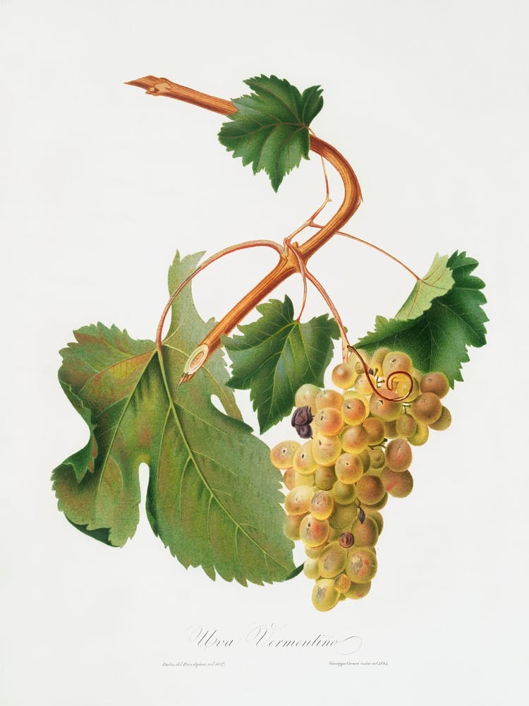 Vermentino Grapes (Vitis Ligustica Feracissima) From Pomona Italiana (1817 1839), Giorgio Gallesio 1