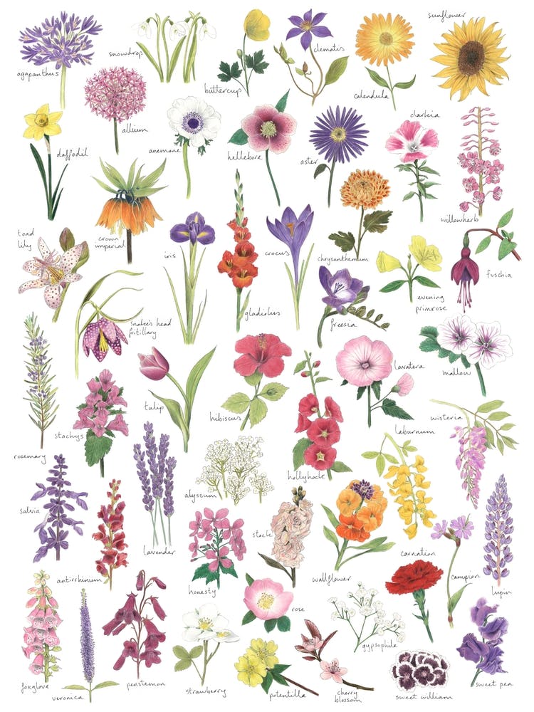 Flowers