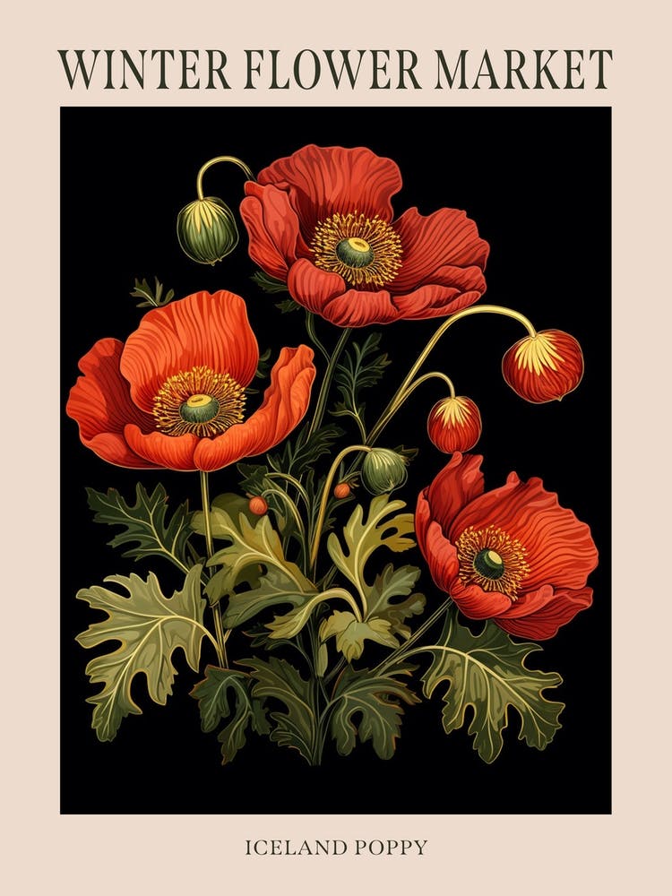 Iceland Poppy 3 Winter Flower Market Poster