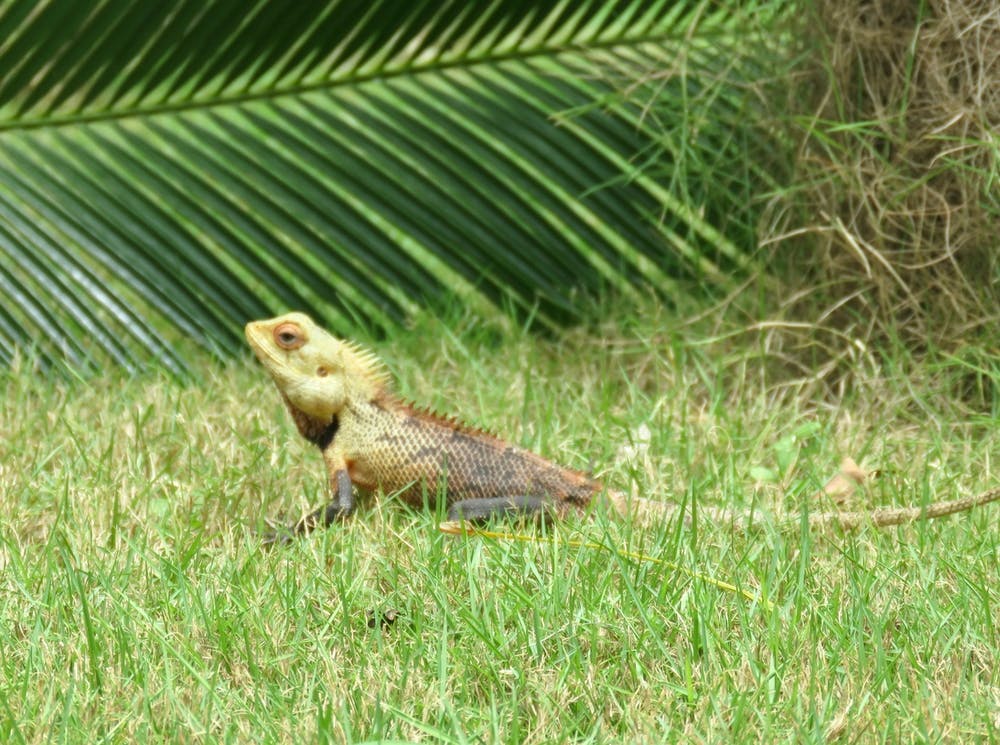 Lézard dans l'herbe