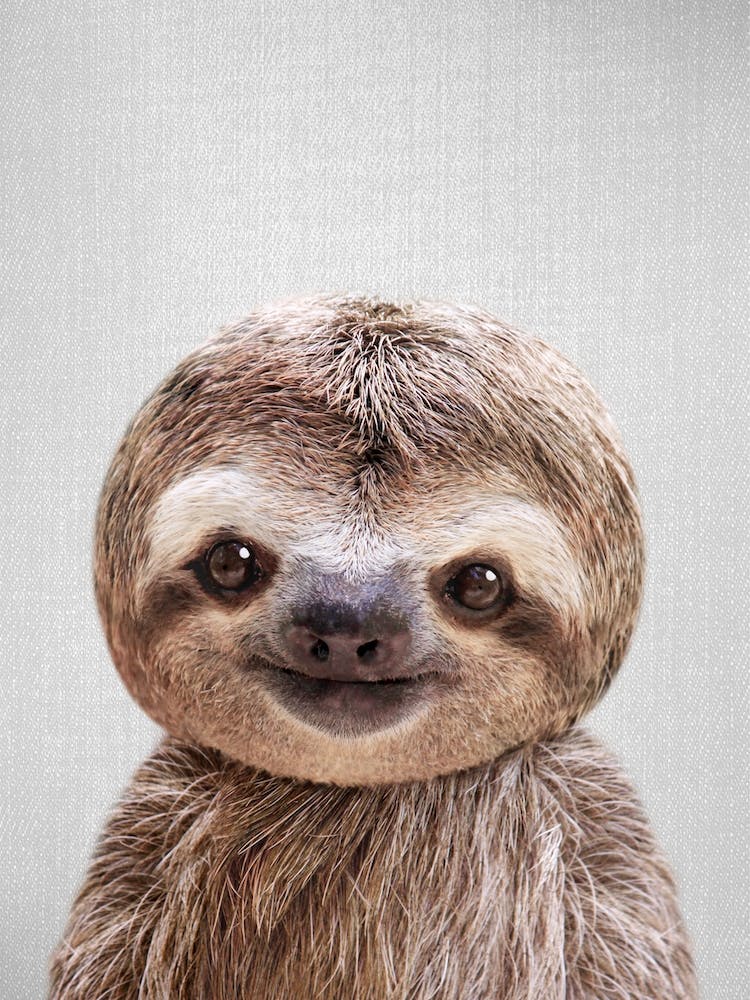 Baby Sloth