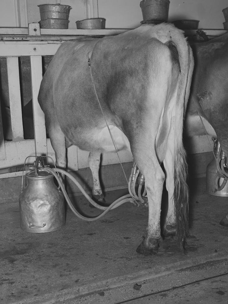 Cow Being Milked By Vacuum Milker, Dairy, Tom Green County, Texas By Russell Lee