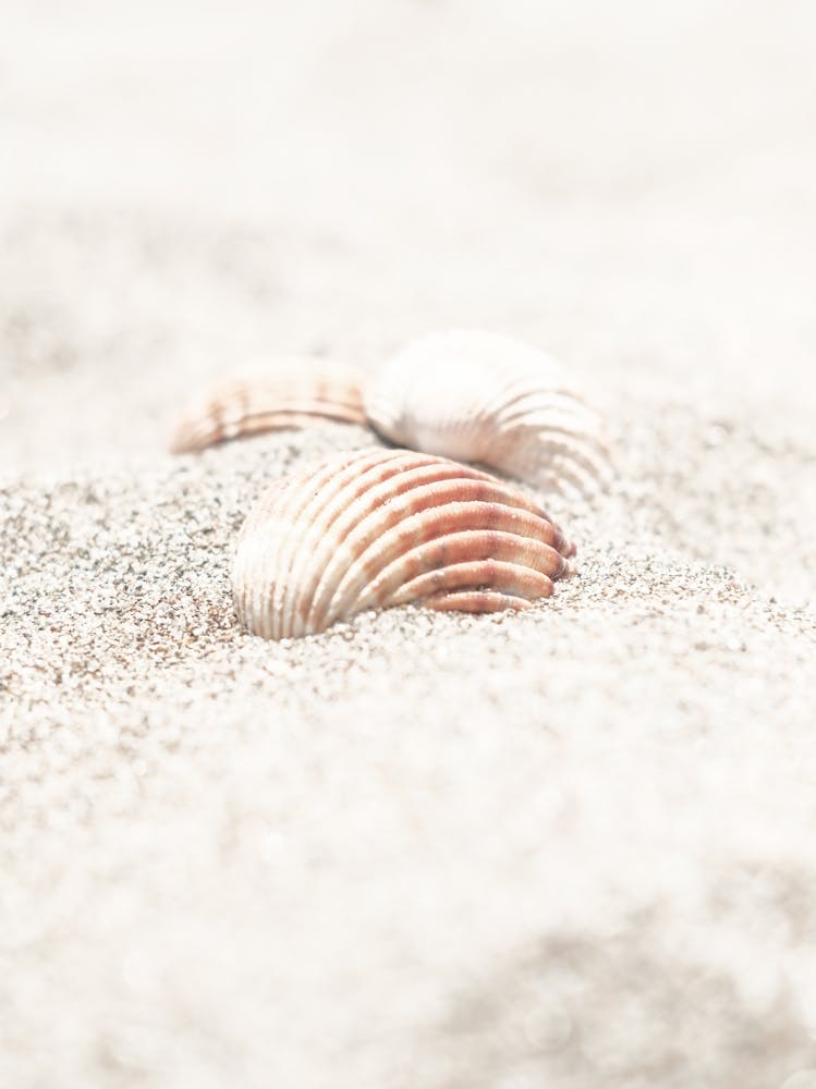 Shell In Sand_2262133