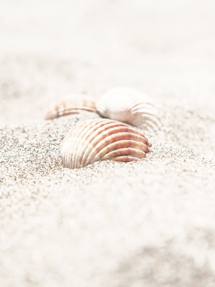 Shell In Sand_2262133
