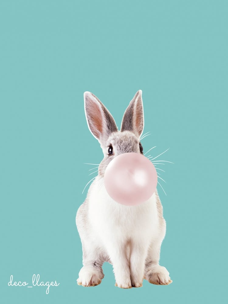 Lapin avec chewing-gum