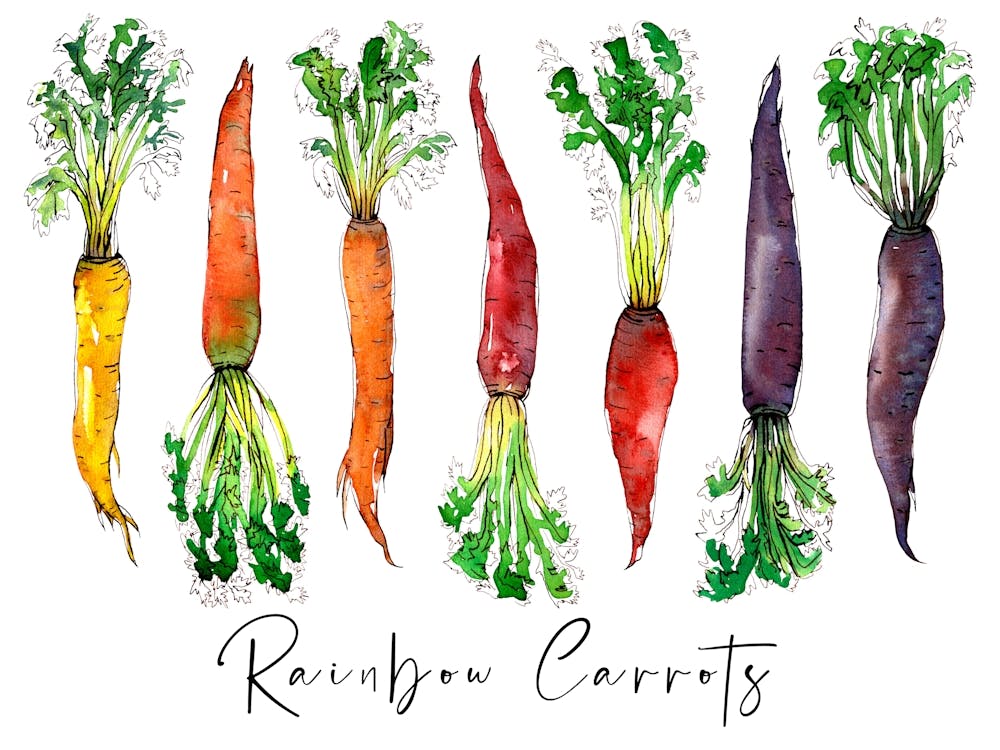 Rainbow Carrots Watercolor Painting