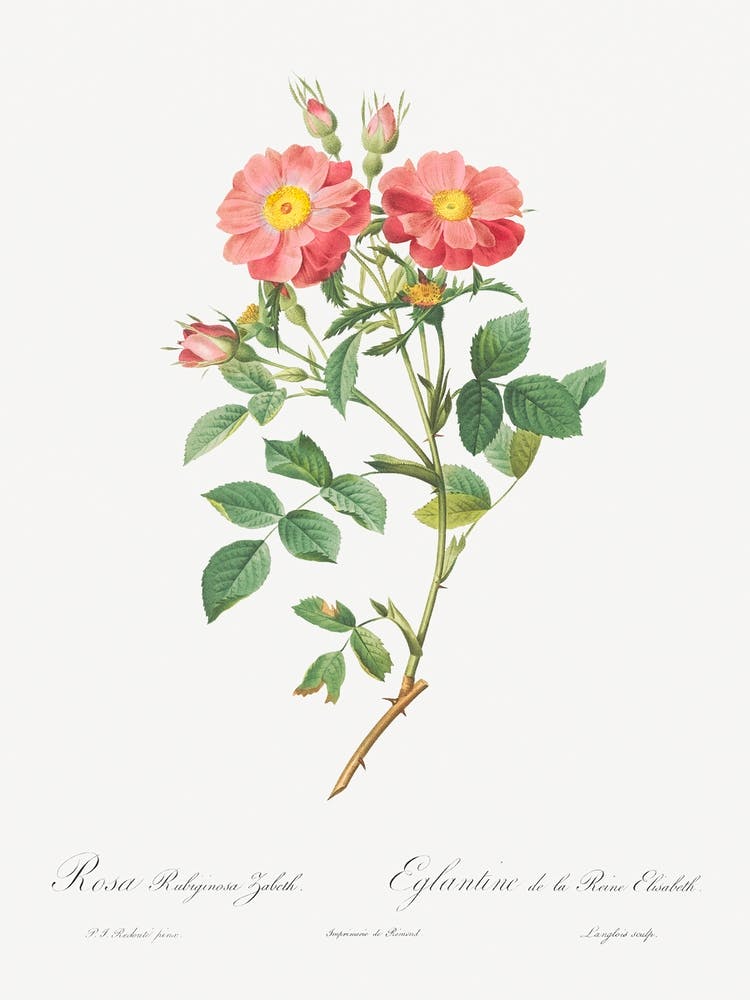 Queen Elizabeth S Sweetbriar, Rosehip Of Queen Elizabeth, Pierre Joseph Redoute