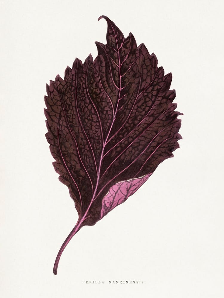 Vintage Botanical _2643247