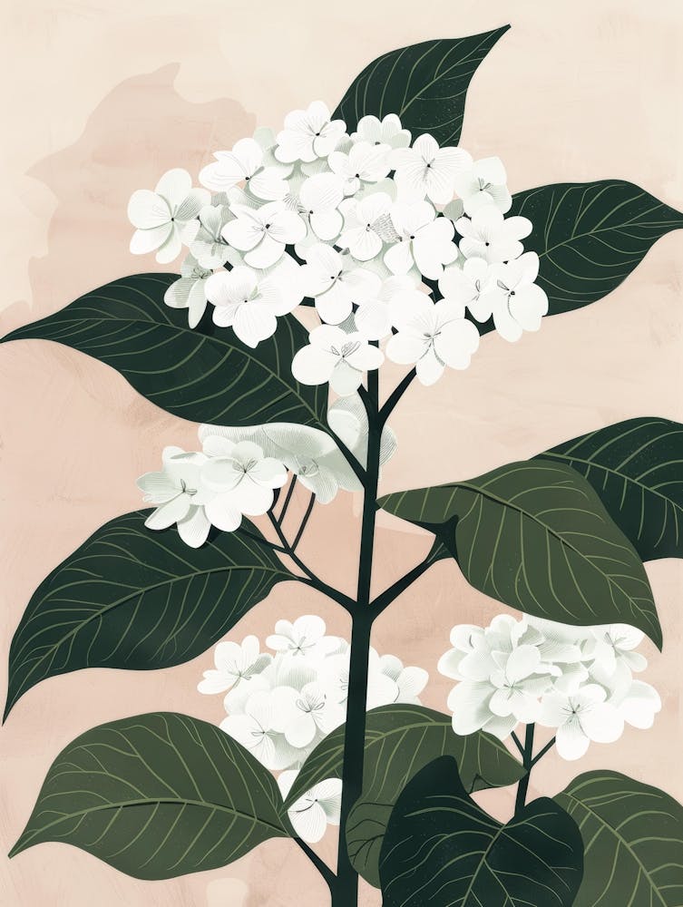 Hydrangea 3