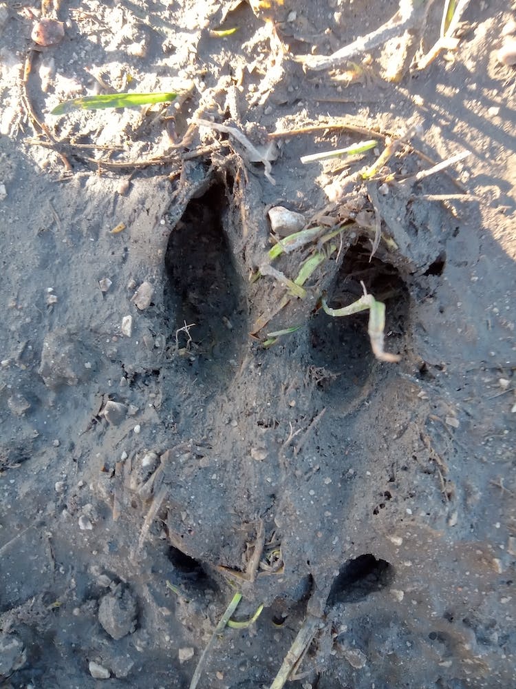 Tor Deere track