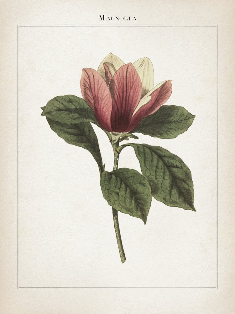 Vintage Curtis 1 Magnolia