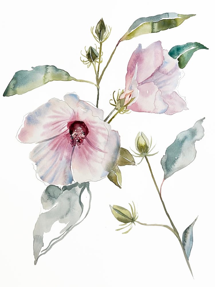 Hibiscus