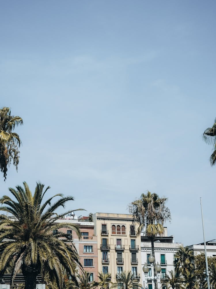 Palmen in Barcelona