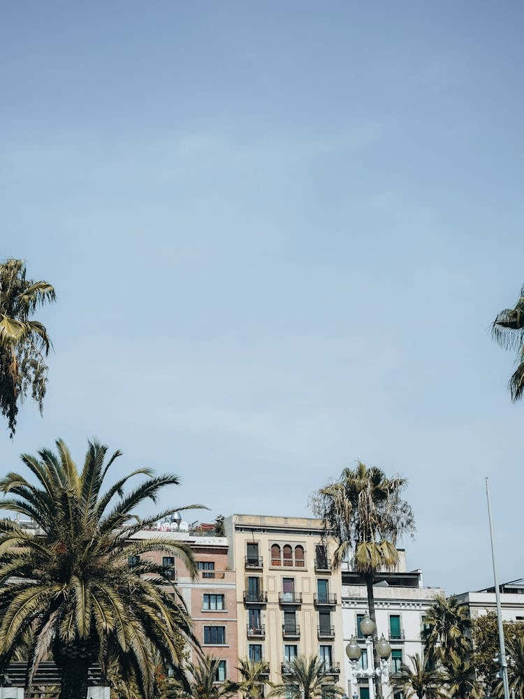 Palm Trees In Barcelona