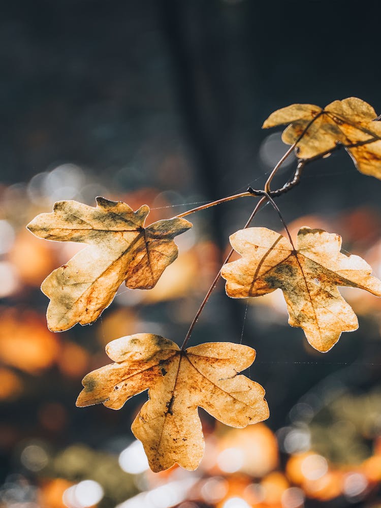 Autumn Leaves