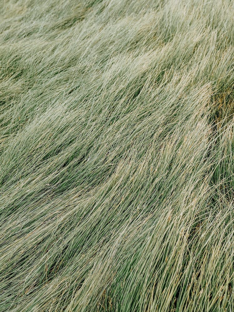 Green Grass