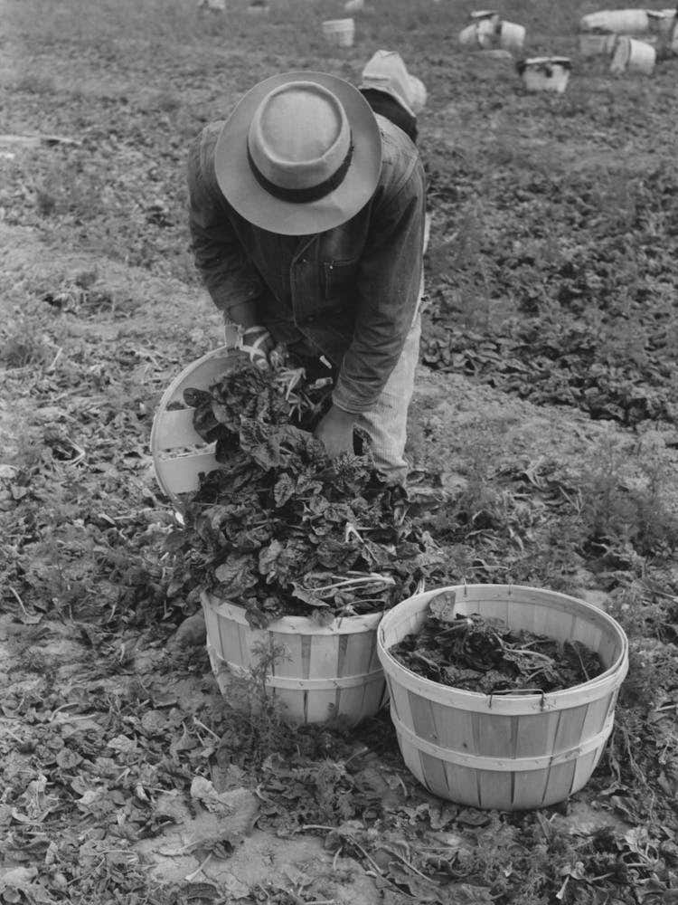Loading Baskets Of Spinach Onto Truck In Fields, La Pryor, Texas By Russell Lee