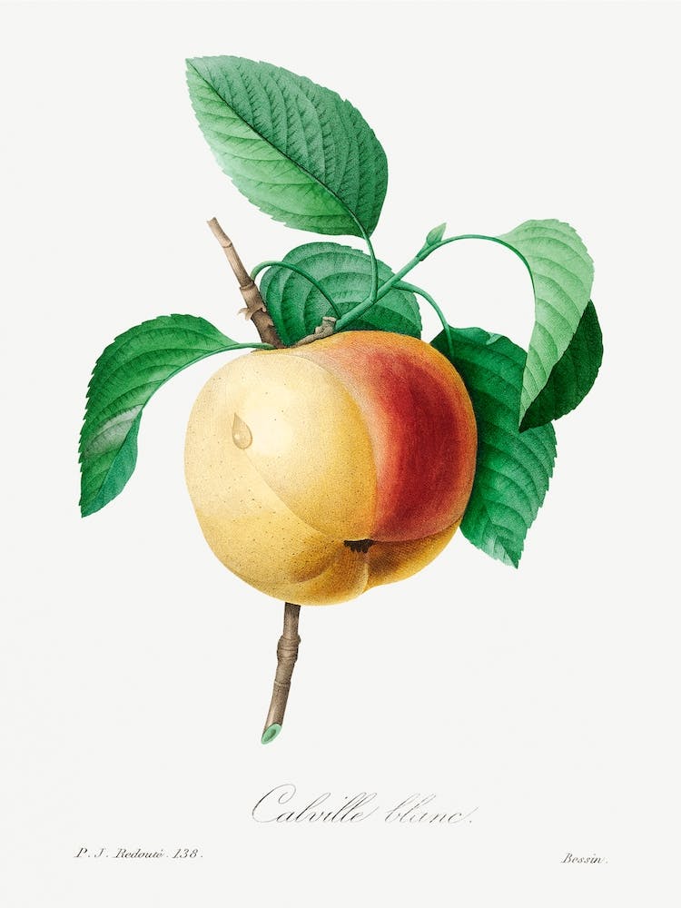 Apple( 1759–1840), Pierre Joseph Redouté
