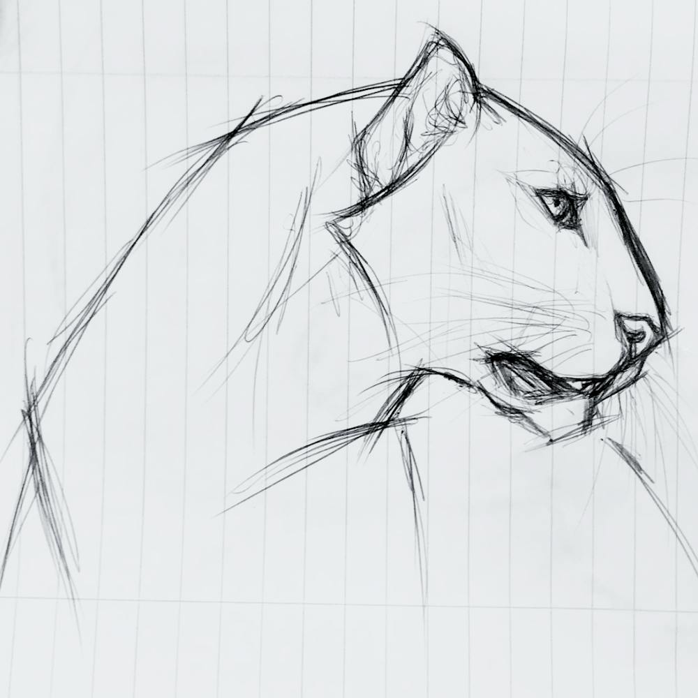 Panther Sketch
