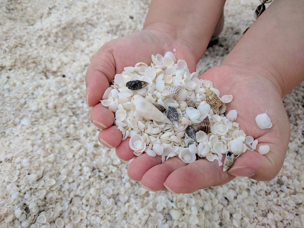 Shells In The Sand