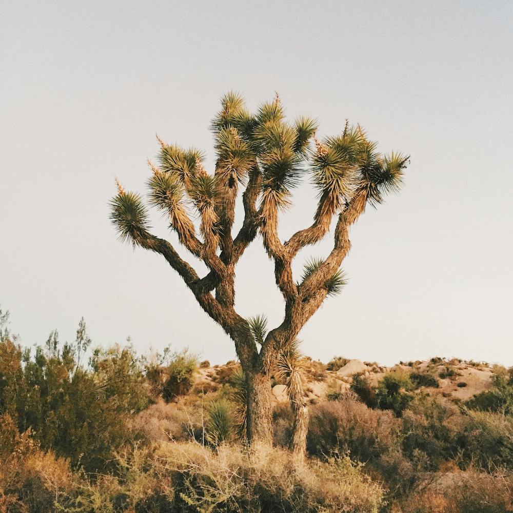 Joshua Tree Scenery