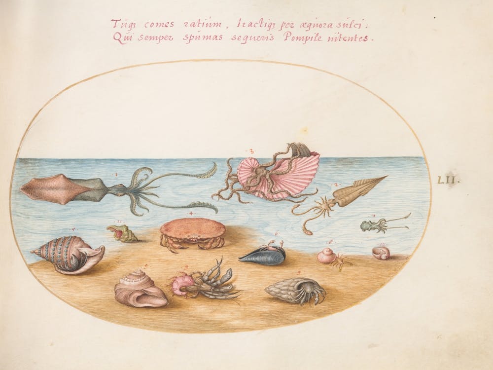 Animalia Aqvatilia et Cochiliata (c. 1575-1580), Joris Hoefnagel 5