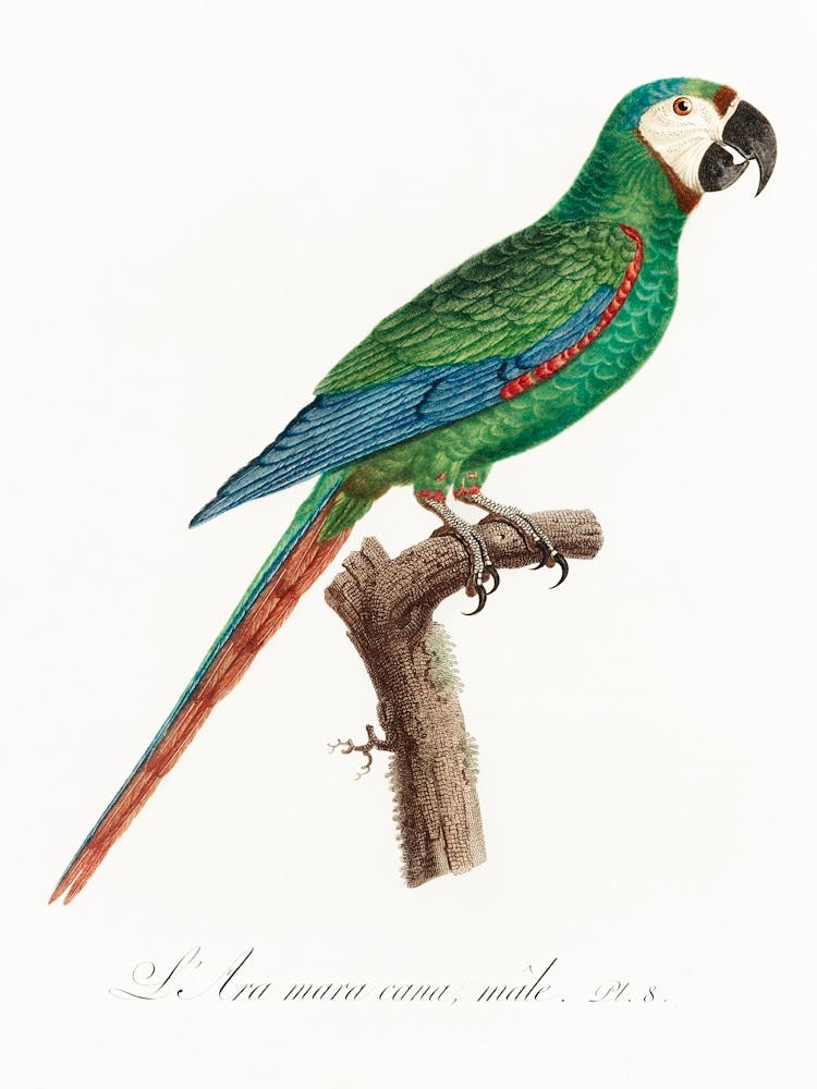 The Blue Winged Macaw From Natural History Of Parrots, Francois Levaillant 1