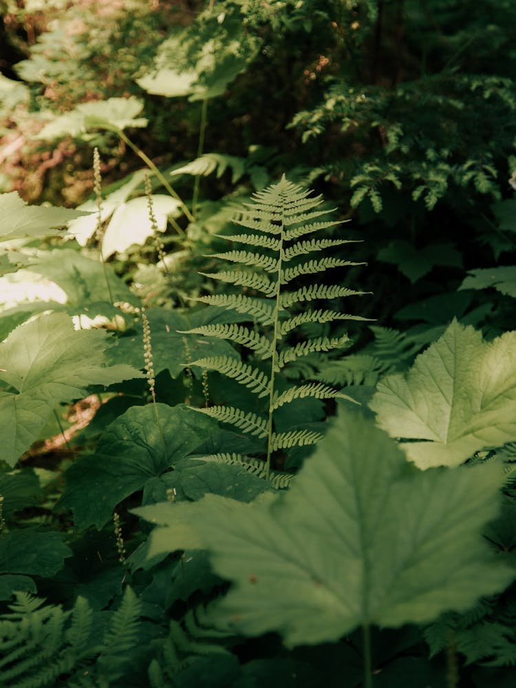 Forest Greenery