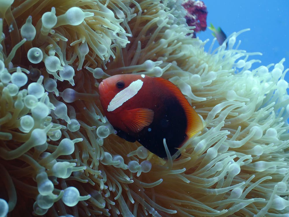 Crimson Clownfish