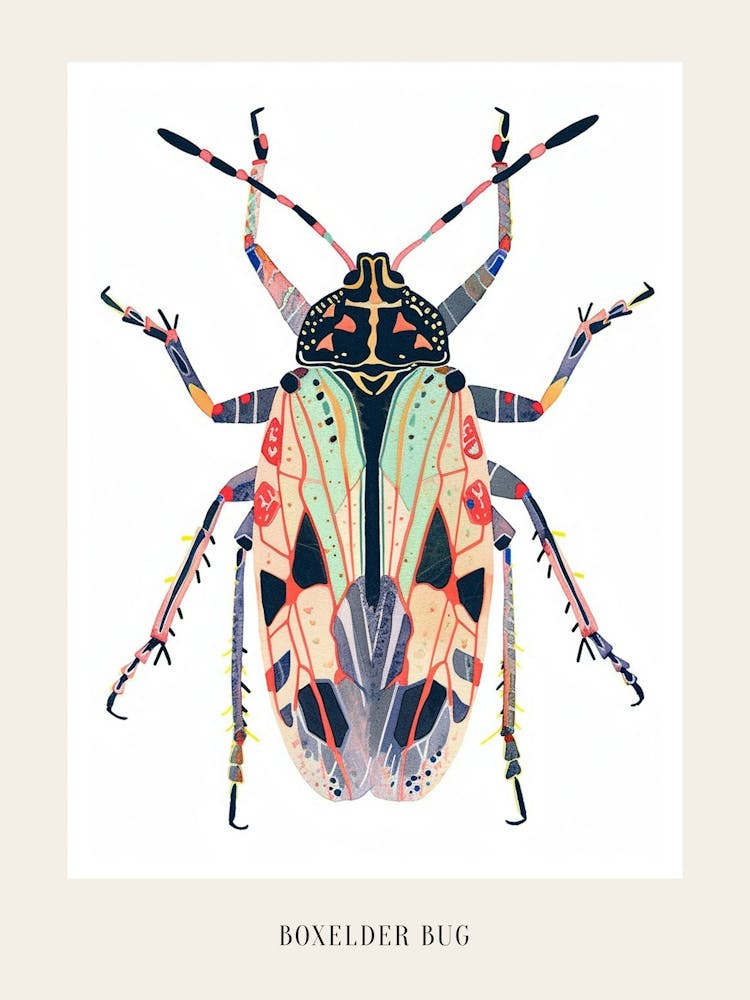 Colourful Insect Illustration Boxelder Bug 10 Poster