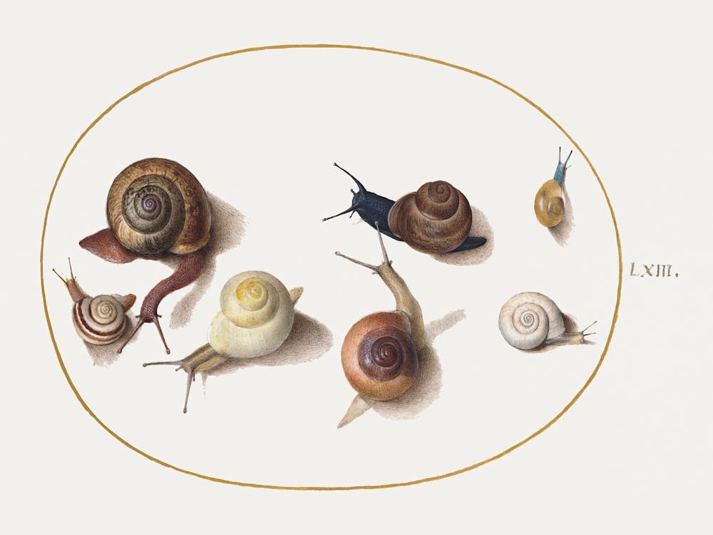 Seven Snails (1575–1580), Joris Hoefnagel