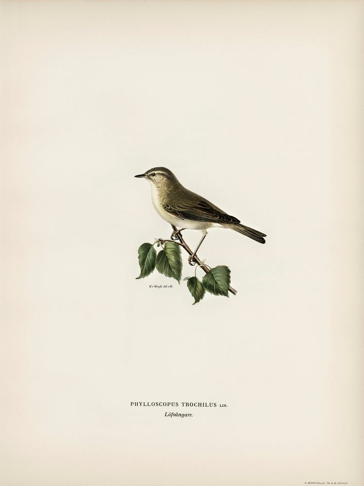 Willow Warbler, The Von Wright Brothers