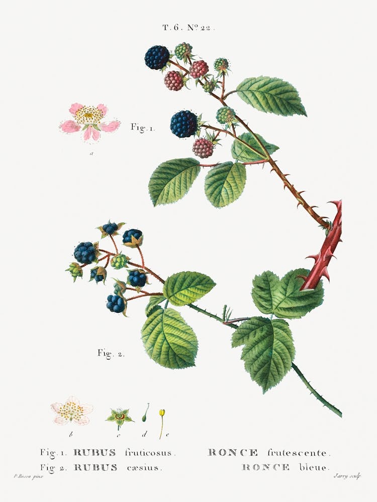 Blackberry, Dewberry, Pierre Joseph Redoute
