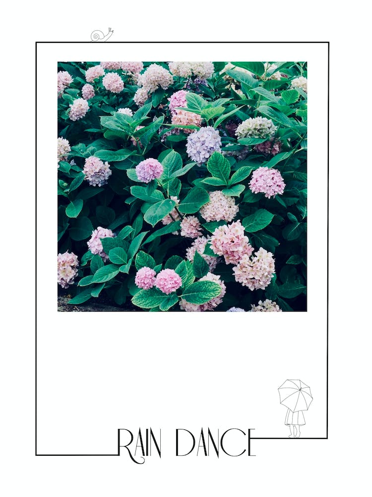 Rain Dance - Hydrangea Flowers