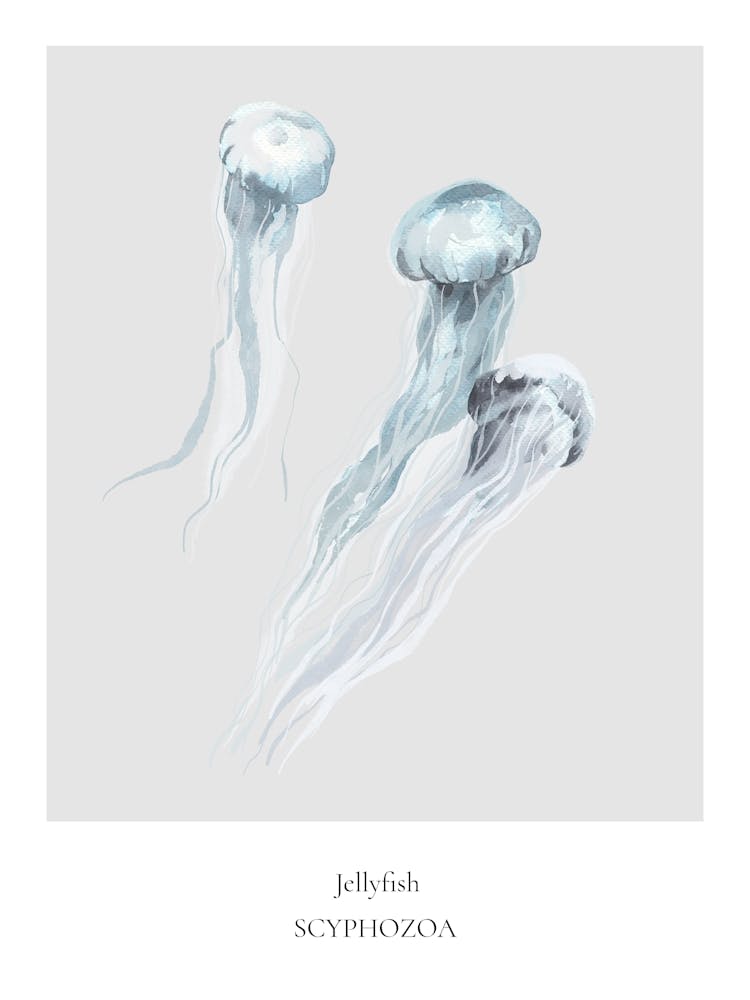 Jellyfish