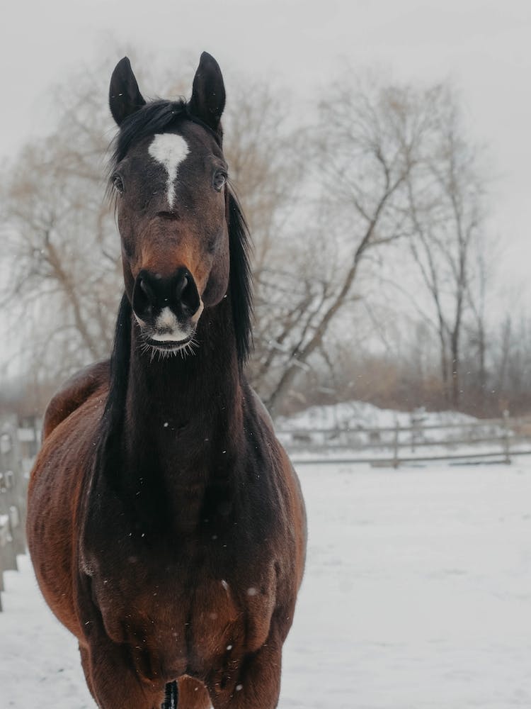 Horse And Snow 2